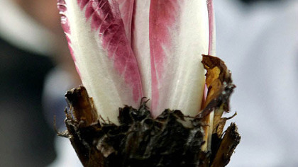 One reader loves witloof, or endive, so much he wants to start "Friends of Witloof."