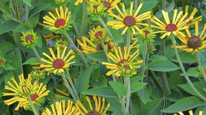 Rudbeckia 'Henry Eilers' will be a feature at the Pittsburgh Botanic Garden Sale.