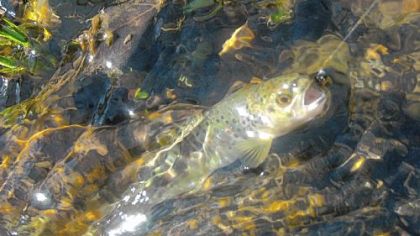 Catch more trout in moving water