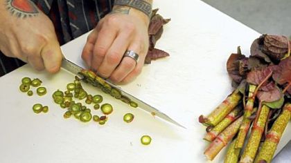 Taste of the Wild: Chefs infusing dishes with knotweed, ramps, stinging nettles, chickweed, wild mustard
