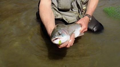 As Pennsylvania's steelhead move back to deeper water, a hearty strain continues to run through April