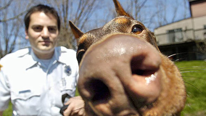 In 2004, Saber, the Allegheny County coroner's office's first cadaver-sniffing dog, gets a close look at the camera with his master, Joe Angotti.