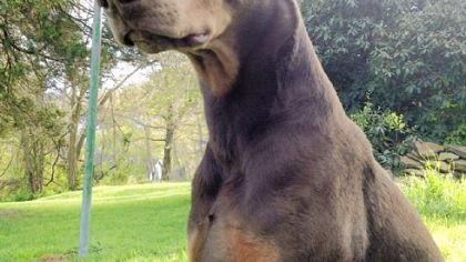 Saber, the Allegheny County coroner's office's first cadaver-sniffing dog.