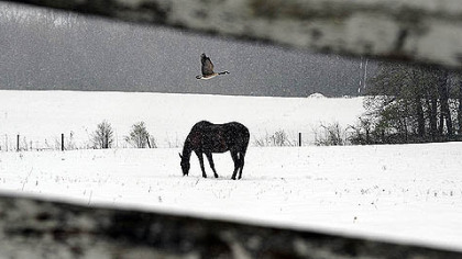 A goose flies over a horse as it trudges through a late April snowfall along School House Lane in Donegal.