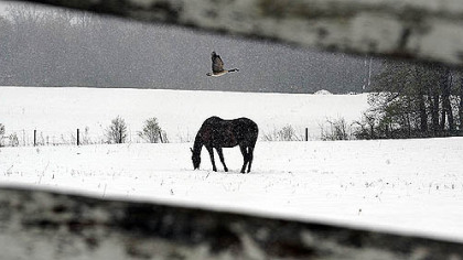A goose flies over a horse as it trudges through a late April snowfall along School House Lane in Donegal this afternoon.