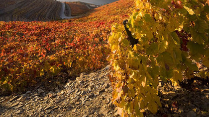 View of the Douro River and vineyards in Portugal's Douro Valley wine country in the fall.