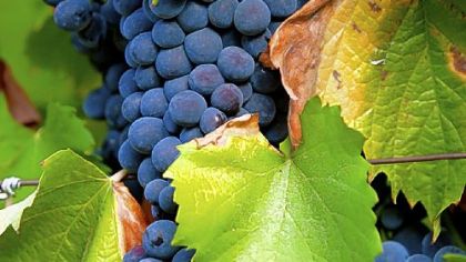 Bunches of Tinta Barroca grapes grow on the vine at the Quinta dos Malvedos estate, owned by Symington Family Estates, in Vila Real, near Porto, Portugal.