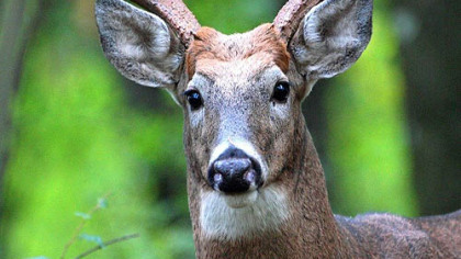 Deer hunter questionnaire shows most attitudes are consistent with those from 17 years ago