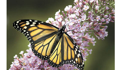 A monarch butterfly feeds on the flowers of a butterfly bush. If your butterfly bush bloomed early, don't cut it back until the chance of a frost has passed.