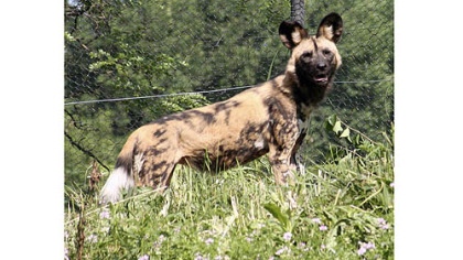 An African painted dog at the Pittsburgh Zoo & PPG Aquarium.
