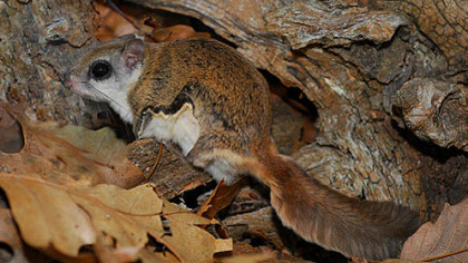 While some flying squirrels are endangered in Pennsylvania, others are surprisingly common and widespread