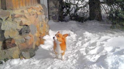 This Welsh corgi named Ole showed up at a Cooke City, Mont., motel four days after he and his owner were swept up in an avalanche.