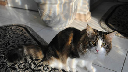 Sid the Kid, Ralph and Alice Schepp's Maine coon cat.