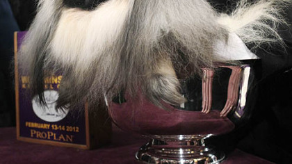 A Pekingese named Malachy walks across the floor during the judging of the toy group at the 136th annual Westminster Kennel Club dog show in New York.