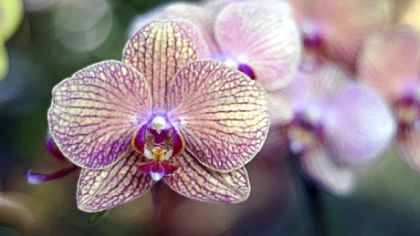 Phalaenopsis orchids will be on display during the Phipps show.
