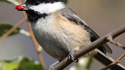 Black-capped chickadee