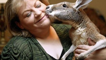 Christie Carr gets a lick from her pet kangaroo, Irwin, at her home in Broken Arrow, Okla. Carr says she and her therapy kangaroo, Irwin, are leaving Broken Arrow and moving to McAlester, Okla. Carr said she was told by animal control that by keeping the disabled kangaroo in her home that she was violating city ordinance and will receive fines and or the seizure of the animal.