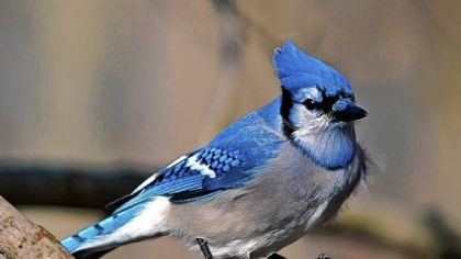 The blue jay is a very recognizable backyard bird.