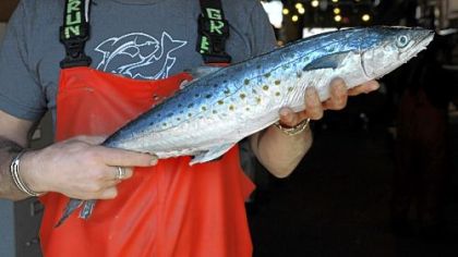 A Spanish mackerel at the Penn Avenue Fish Co. in the Strip District.