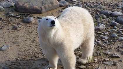 A polar bear in his native habitat near Churchill, Manitoba.