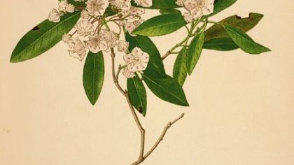 Botanical exhibit explores Penn's woods