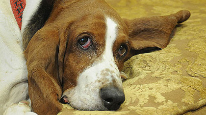 Saturday Diary / More than a dog -- an owner says goodbye