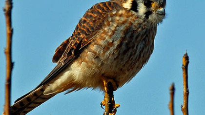 American Kestrel