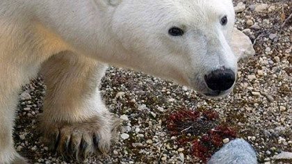 Up close and personal with a polar bear in Canada.