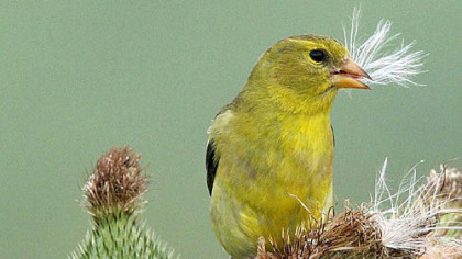 Goldfinch: looking for love