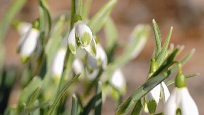These snowdrops appeared Feb. 6 in Doug Oster's garden.