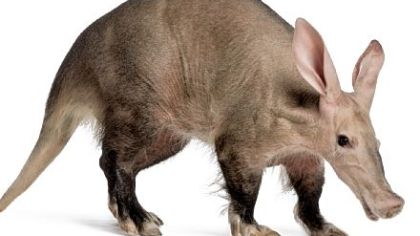 Saturday Diary / The encyclopedia told me aardvark means 'earth pig'