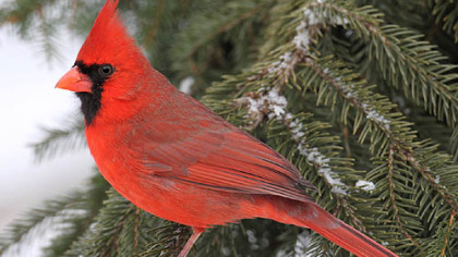 Cardinal