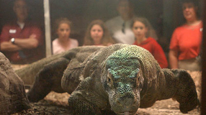 Noname, the Pittsburgh Zoo and PPG Aquarium's Komodo dragon, in 2004.