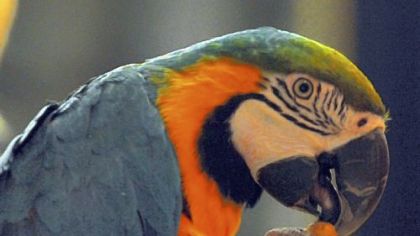 Pickles, a golden and blue macaw, has a snack during the "Wonders of the Rainforest" assembly for the Carnegie Elementary School in Carnegie.