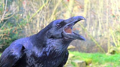 Ravens, often mistaken for crows, have rebounded following decades of decline