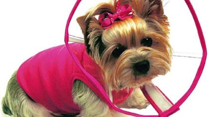 A pink-trimmed See Cone for a Yorkie.