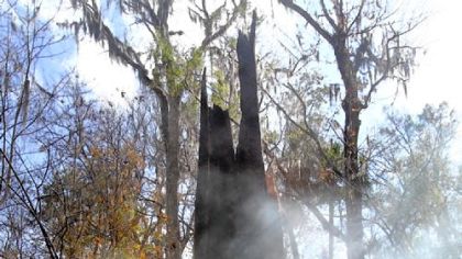 A Seminole County firefighter foams down what is left of ?The Senator,? a 3,500-year-old cypress tree that burned Monday in Big Tree Park in Longwood, Fla. Seminole County Fire Rescue spokesman Steve Wright said the tree burned for several hours from the inside out.
