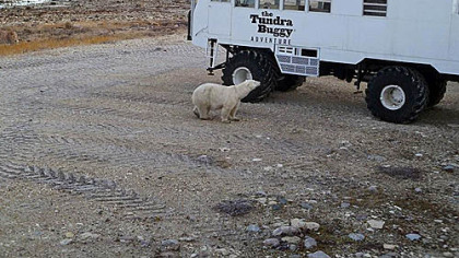 A polar bear taking a look at a tundra buggy.