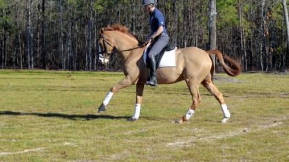 Trainer Boyd Martin riding Neville Bardos recently.