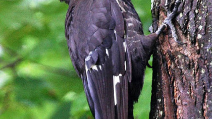 Pileated woodpecker
