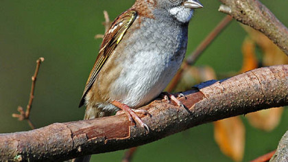 White throated Sparrow