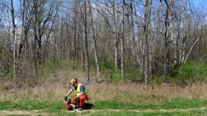 A crew cuts down trees Friday on the property of Kevin and Connie McRoberts of Darlington Township.