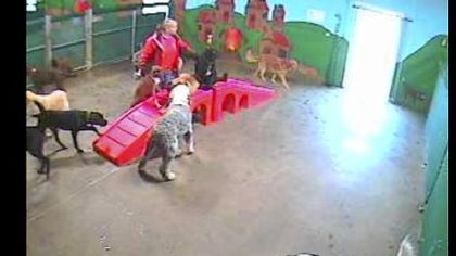 Online Doggy's "ODoggy" app lets you watch your dog.