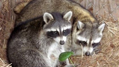 Throughout Allegheny County, 26 animals tested positive for rabies. The cases involved 16 raccoons, five bats, four cats and one groundhog.