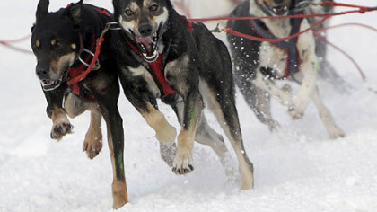 The dogs of Will Kornmuller round the turn onto Cordova Street from Fourth Avenue in Anchorage, Alaska, on Friday at the start of the Anchorage Fur Rendezvous World Championship sled dog race.