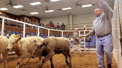 David Means, right, ringmaster and proprietor of Callaway Livestock Center, wrangles four head of feeder cattle at a weekly cattle auction in January in Callaway County, Miss.