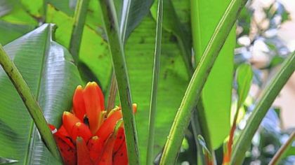 Raja Puri, an Indian banana plant, is part of the exhibit.
