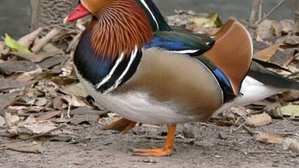 Mandarin ducks are colorful waterfowl.