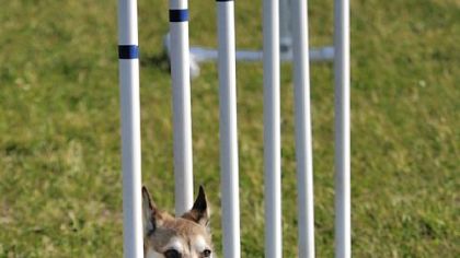 Norwegian Lundehund.