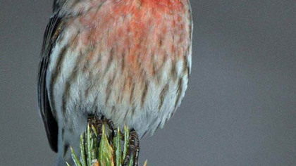 House finch